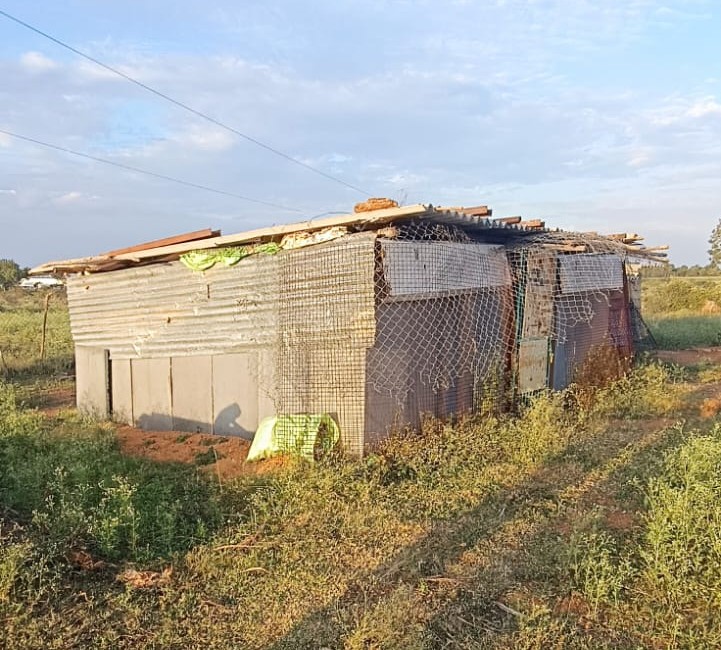Rural goshala shelter with no electricity — open structure in a field, near AP-Karnataka border